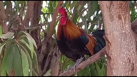 ไก่ต่องมาเสียงดี  qaib dib zoo nkauj qua zoo