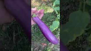 Picking eggplant ??