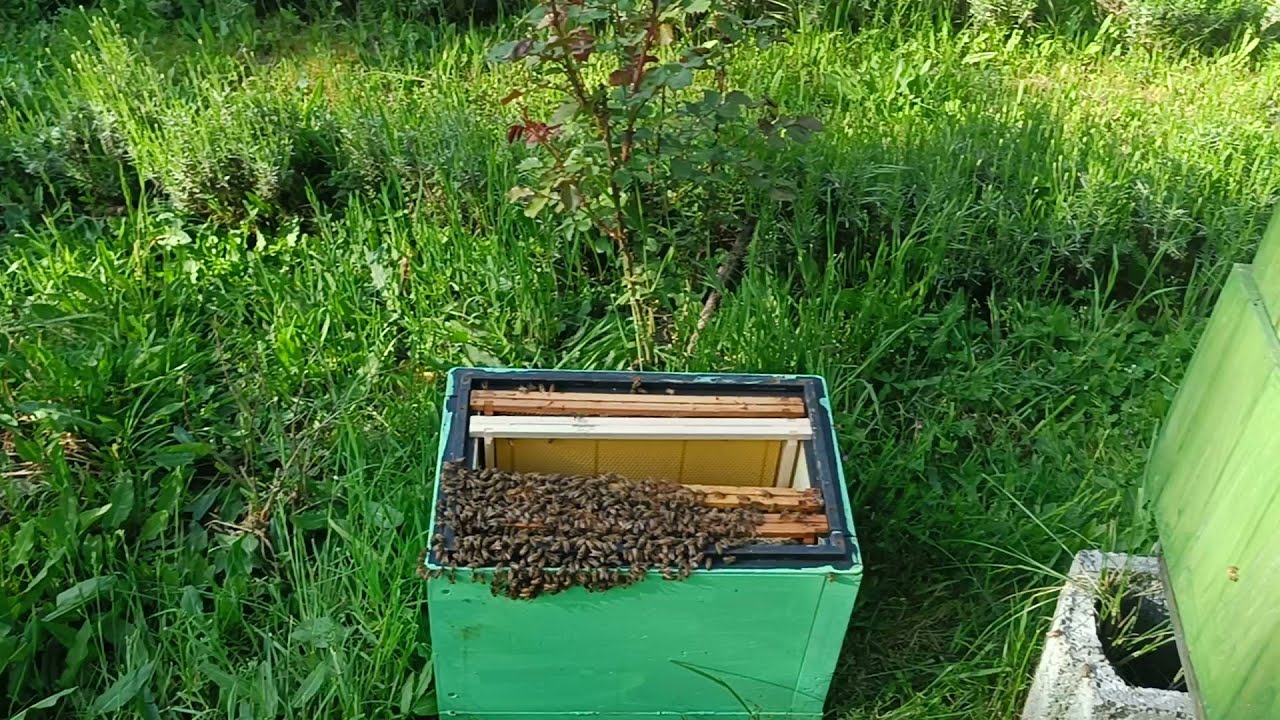 Pora na odkłady! zdążyć przed miodobraniem