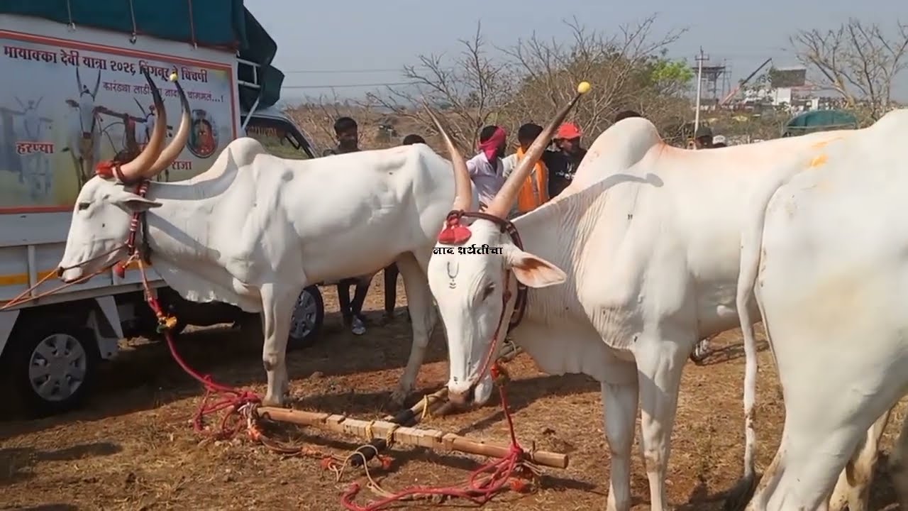 बेनाडी 5 लाख ₹ मैदान | प्रमुख पैरे | नाद शर्यतीचा BENADI 5 LAKH BAILGADI SHARYAT #sharyat 