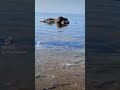 #tiktok #nature #adventure #travel #اكسبلور #food #beach