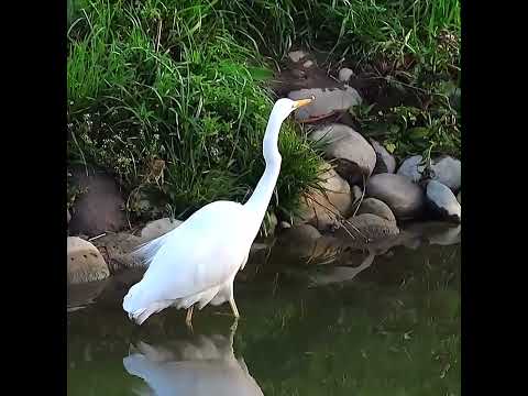 ダイサギ調布地区ショート 2026年3月7日 #ダイサギ #野鳥 #birds #wildlife #nature #自然観察ぶらり散歩