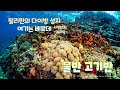 2024년 다시 찾은 사방비치 4 필리핀 다이빙 성지 베르데 시야 미쳤음 2024년 다시 찾은 사방비치 4 필리핀 다이빙 성지 베르데 시야 미쳤음