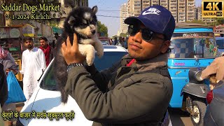 Saddar Rare and Unique Dogs Market 712024 Karachi | سوق الكلاب النادرة في كراتشي
