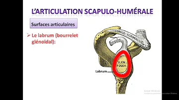 Quelles sont les articulations de l'épaule ?