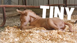Will He Be Ok? Brand New Foal Is SO TINY!