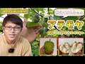 アテモヤ実有ります、大木 アテモヤ実有ります、大木 Fruit Tree Lecture 2] How to grow the