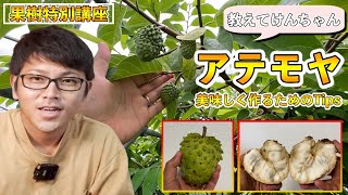 【果樹講座2】超オススメの栽培果樹「アテモヤ」の育て方，美味しく作るためのコツや，その他多くの雑学！！