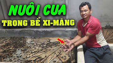 Kỹ Thuật Nuôi Cua Đồng Trong Bể Xi Măng | Mô Hình Nuôi Cua Đồng Trong Ao của Trại Cua Giống Miền Bắc