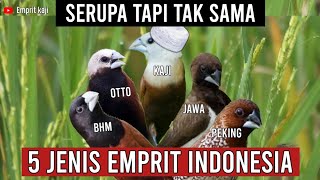 SERUPA TAPI TAK SAMA INILAH 5 EMPRIT  FINCH ASLI INDONESIA