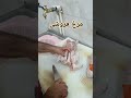 بوشهر مرغ فروشی مغازه