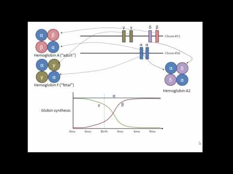 Globin genes, hemoglobin, and development