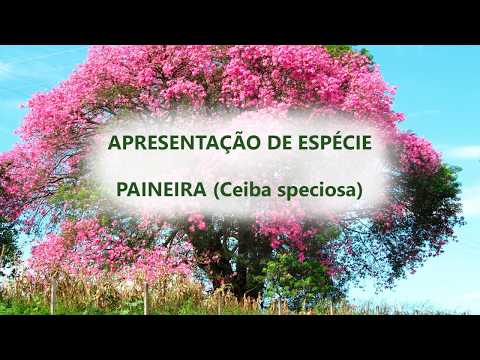 Vídeo: Ceiba (árvore): foto, descrição, onde cresce