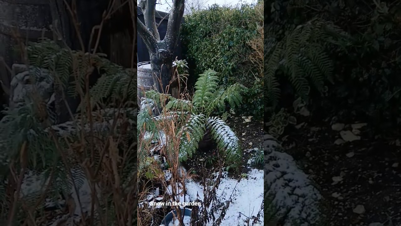 Снег в саду 