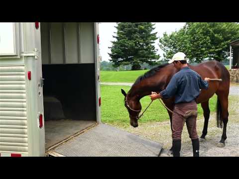 How to Load a Horse On a Trailer
