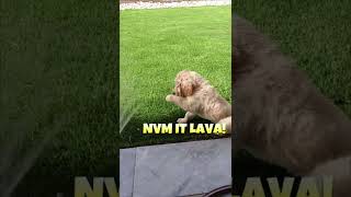 Puppy VS Water Hose