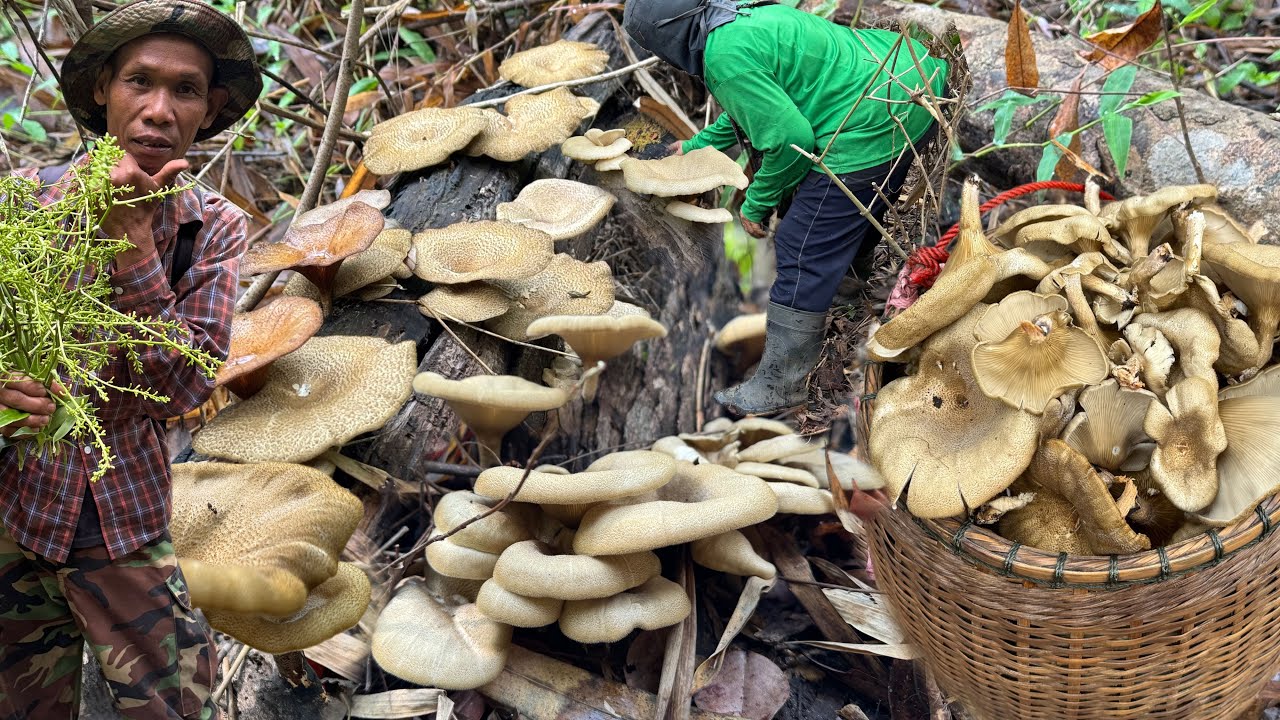 เข้าป่า!! เก็บเห็ดบดมื้อนี้ยังหมานเช่นเคย เห็ดบดมีทั้งอ่อนๆกับปลายขาวหมานเต็มตร้าคือเก่า 4/3/69