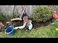 Timelapse  backyard weeding and spreading bark dust with the kids