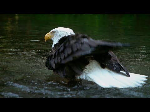 Видео: Най-добрите места за разглеждане на диви животни в Аляска, Калифорния, Флорида, Хаваи