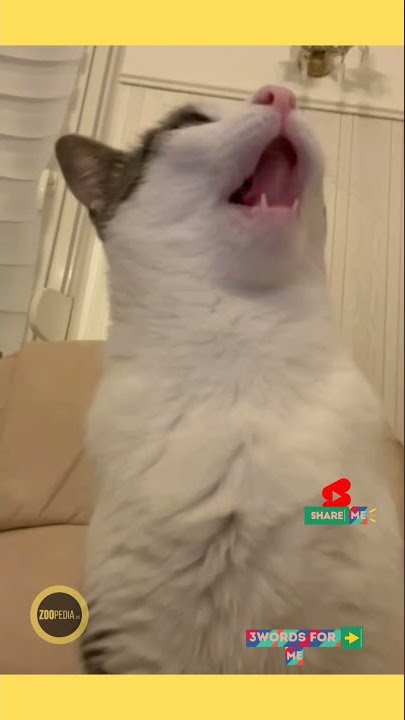 BAY 2021 😾😾 #shorts #catvideos #cutecat #neko #meow #zoopedia #kat #mèo #고양이 #猫 #बिल्ली #قط