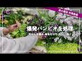 【作業動画】雨でサボってたお手入れを一気にやる【パンジー/ビオラ/シクラメン】