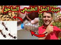 افضل خلطة طبيعية لتنفير النمل عن النباتات هذا ليس مبيد قاتل بل خلطة منفرة فقط افضل خلطة طبيعية لتنفير النمل عن النباتات هذا ليس مبيد قاتل بل خلطة منفرة فقط