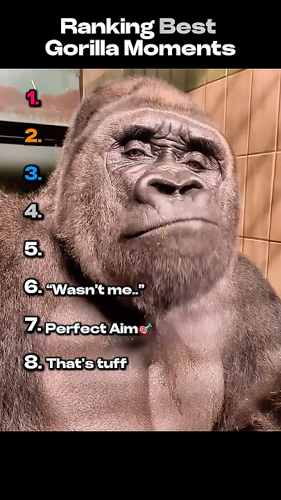 Ranking Best Gorilla Moments