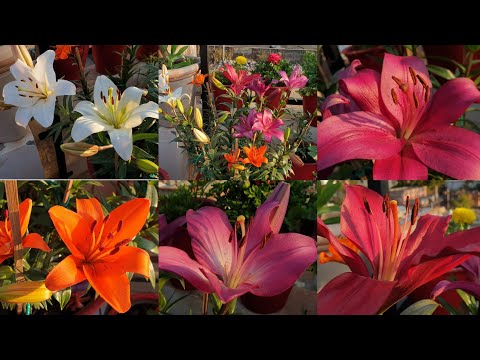 Video: Martagon-liljat ruukuissa – Kontissa kasvatetun Martagon-liljan hoito