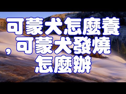 可蒙犬怎麼養,可蒙犬發燒怎麼辦