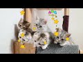「絶対に笑う」あり得ないことをする犬★おもしろい犬のハプニング, 失敗画像集 #39