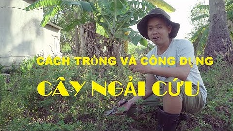 Ngải Cứu – Cách Trồng Tại Nhà Cực Dễ & Công Dụng Chữa Bệnh Tuyệt Vời Ít Ai Biết! 🌿