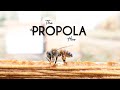 The propola hive  premier bee products