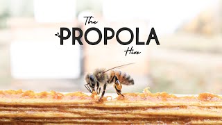 The Propola Hive | Premier Bee Products