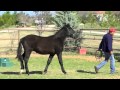 Saltador Half Andalusian Draft Cross Feb 2013