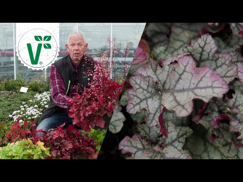 Video: Kannst du Tiarella teilen?