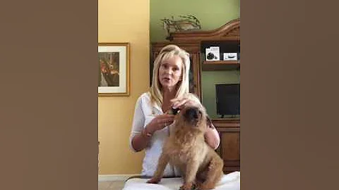 Top 5 Essential Oils For Pets - Krista Randall Vet...