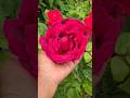 మా garden లో bloom లో వున్న roses #rose #plants #garden #seattle #america #shorts #reels #usa #short