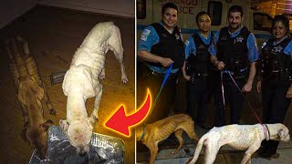 Police hear sounds from an empty house and find something sad by Did You Know Animals ? 605 views 1 month ago 2 minutes, 25 seconds