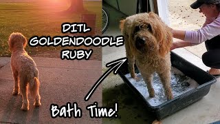 DITL Bath Time for Ruby Goldendoodle