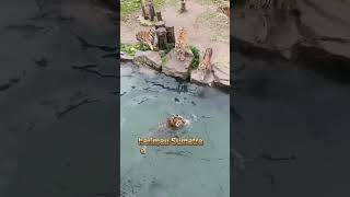 Sumatran tiger! #viral #shorts #animals #tiger