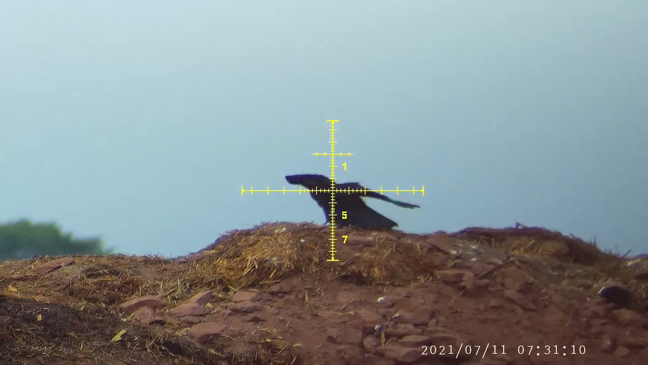 Crow shooting with air rifles and decoys YouTube