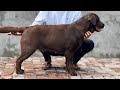 Introducing with our new girl browny  check quality behaviour of this beautiful girl lab choco