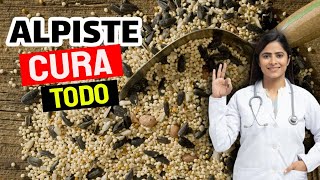 📢 What is canary seed used for & How should it be taken ✅ *How to prepare canary seed milk* ✅