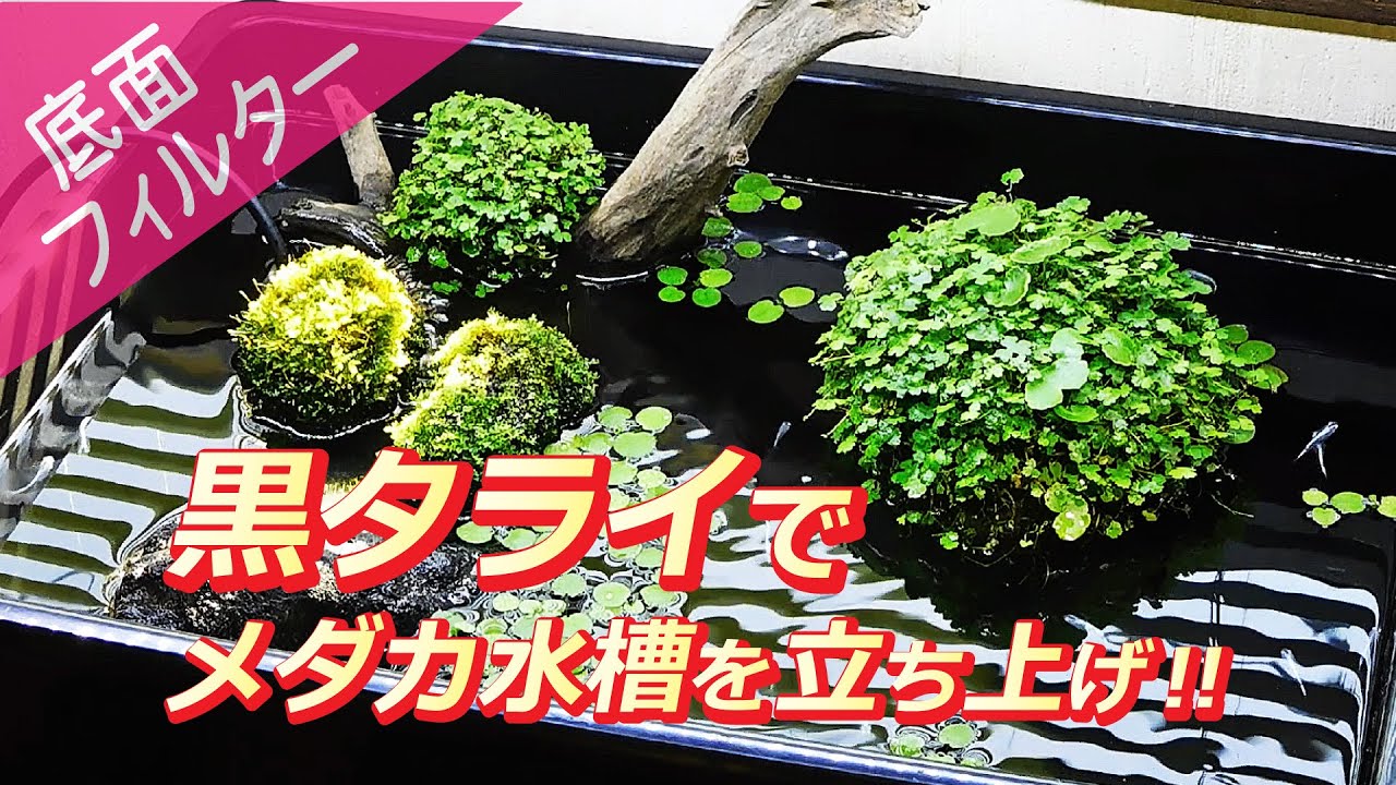 メダカの室内飼育】タライ水槽の立ち上げとレイアウトの作り方 - YouTube