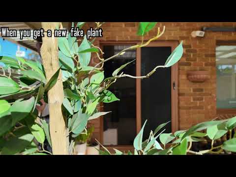 When you get a new fake plant, but it came from Smosh