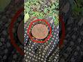 Explorando Con Detector De Metales #detectordemetales #metaldetecting #detector