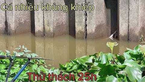 ✅ Trờ lại câu cá thiên nhiên Sông Sài Gòn, câu đài bằng cám DF | DUY FISHING