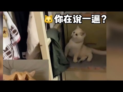 “你咋么这么傻呢”“你有种再说一遍”