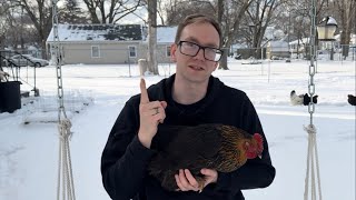 5 things I wish I knew about Chickens as a Beginner