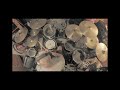 Steeler by judas priest  johnnrowe drumcover  caledonia drum studio
